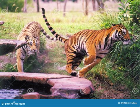 Two Tigers Stock Image Image Of Horizontal Movement Safari 692333