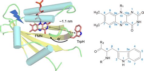 Crystal structure of wild-type phototropin-LOV1 in the dark with 1.9 Å ...