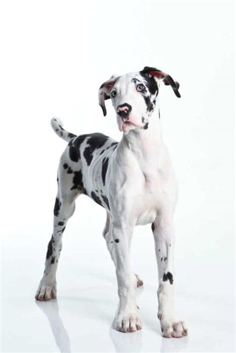 What Is A Harlequin Great Dane? A Complete Guide