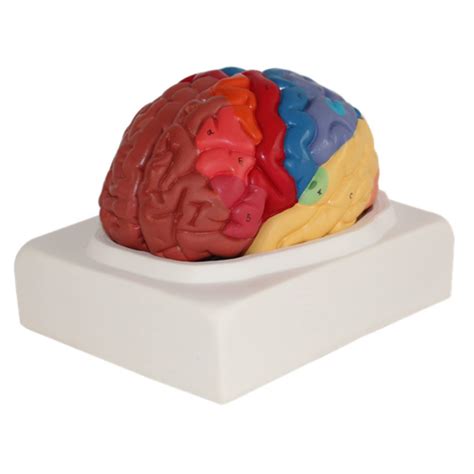 Buy Brain Anatomical Model Color Coded Partitioned Brain Model Life