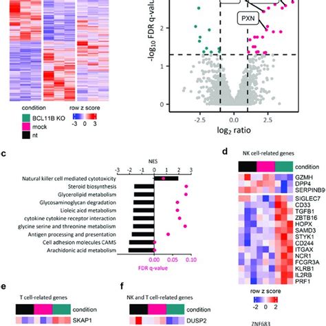 Global Transcriptome Analysis Of BCL11B Knock Out CD8 T Cells Exhibits