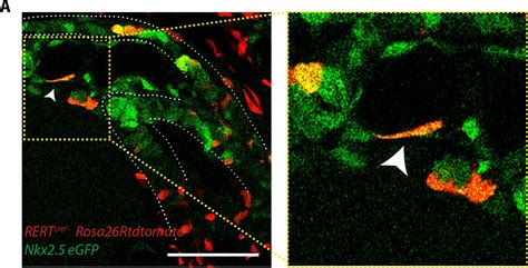 Figures And Data In Live Imaging Of Heart Tube Development In Mouse