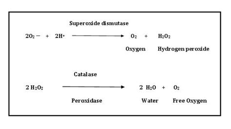 Catalase Test Principle Procedure Result And Application Biology Notes Online