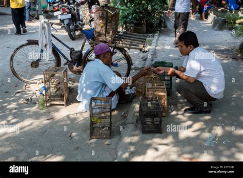 Indonesien Vogel Fotos Und Bildmaterial In Hoher Aufl Sung Alamy