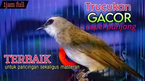 Trucukan Gacor Ropel Panjang SANGAT BAGUS Untuk Masteran Sekaligus