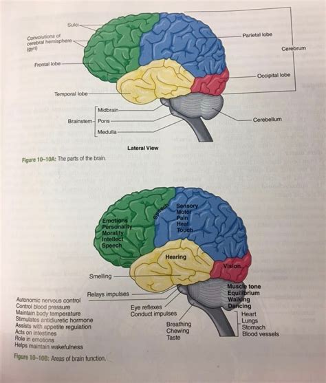 Parts Of The Brain And Their Functions Ccma Diagram Quizlet