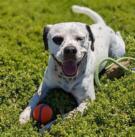 The Pitbull Dalmatian Mix: An Intro To The Pitmatian Breed