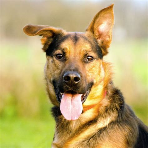 Border Collie Deutscher Sch Ferhund Mix