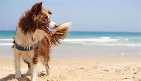 Las Mejores Actividades para Hacer con tu Perro en la Playa Cómo