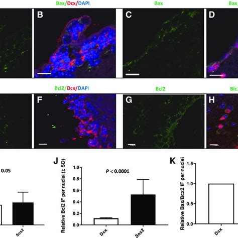 Bax And Bcl2 Expression In Dcx Neuroblasts And In Sox2 Neural Stem