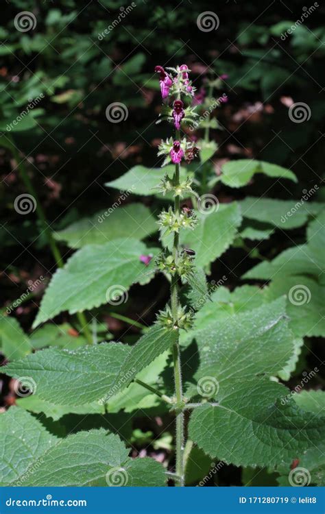 Stachys Sylvatica Wild Plant Stock Image Image Of Closeup