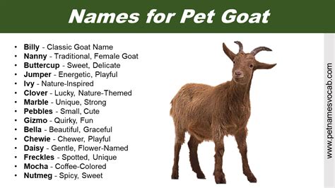 Names For Goats Great Ideas To Call Your Pet Pet Names Vocab