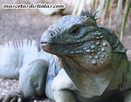 ᐈLa Iguana Azul Caracteristicas Habitat Alimentacion Reproduccion