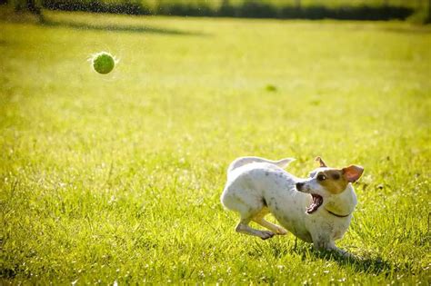 Flyball For Border Collies and Other Dogs: History, Benefits, Training & Competing ...