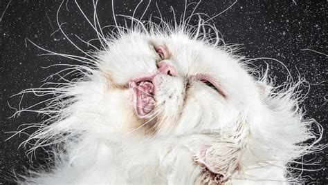 Hilarious Cat Pictures Portray The Ugliest Cats Ever Fstoppers