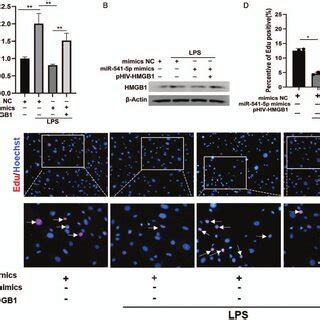 Mir P Hmgb Regulates Atii Cell Proliferation And Activity Via