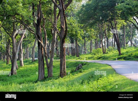 Mudumalai National Park Stock Photo - Alamy