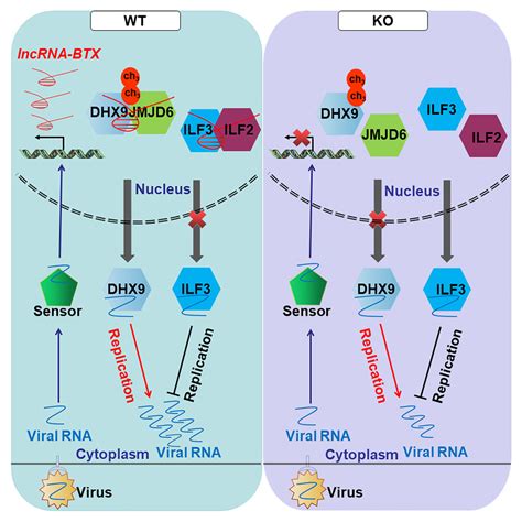 Virus Induced LncRNA BTX Allows Viral Replication By Regulating