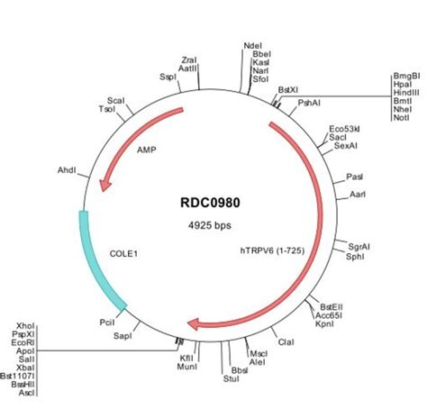 R D Systems Human Trpv Q H D Versaclone Cdna Ug Protein Analysis