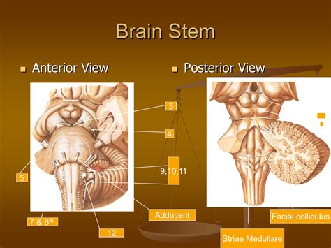 Brainstem Anatomy Dorsal