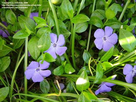 Plantfiles Pictures Vinca Species Common Periwinkle Creeping Myrtle