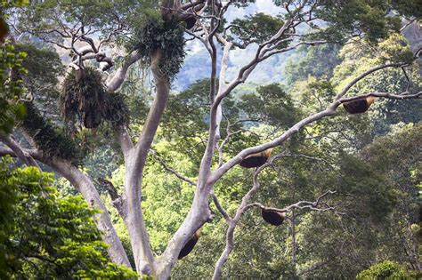 Giant honey bee nest in a giant Mengaris tree - Stock Image - C041/7162 - Science Photo Library