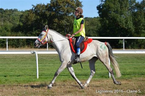 La Cavalerie Du Club Segala Levezou Equitation Chevaux Barbes