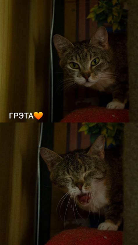 Фотосессия котиков из приюта | Пикабу
