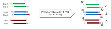 Type Iis Restriction Enzymes Thermo Fisher Scientific Us