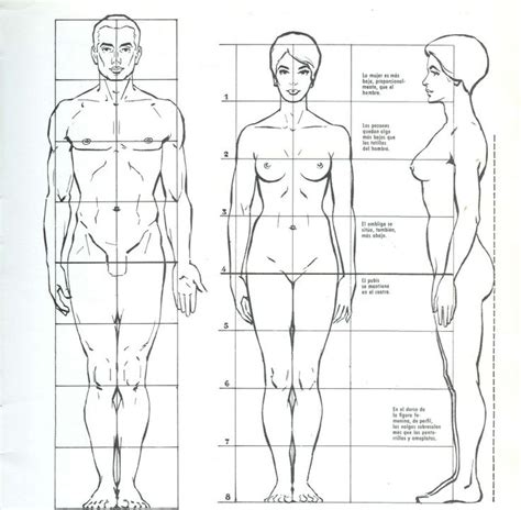 Pin De Fer Navalo En Anatomía Dibujos Figura Humana Proporciones Del