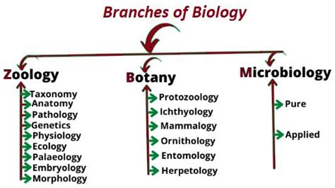 The Branches Of Biology Are Labeled In Red Green And White Letters