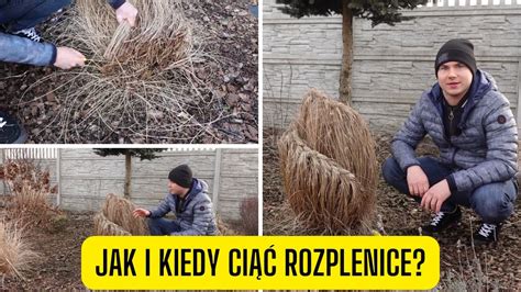 Jak I Kiedy Przycina Rozplenice Ci Cie Rozplenicy Po Zimie Jak