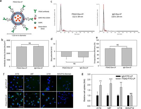 Development Of An Itga2 Antibody Directed Nanomedicine A Schematic