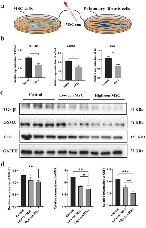 MSCs Supernatant Reduces The Expression Of Fibrosis Related Genes And