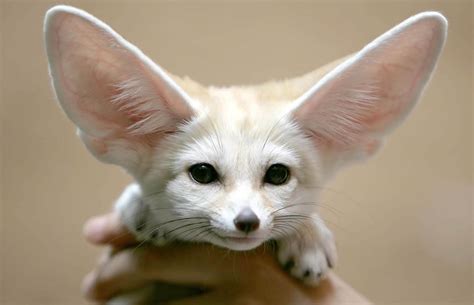 Do Exotic Animals Make Good Pets? - littlelioness