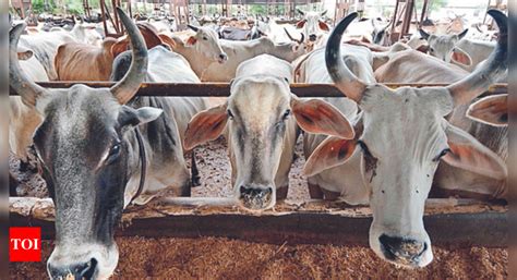 Assam 40000 Cows Affected As Lumpy Skin Disease Resurfaces Guwahati