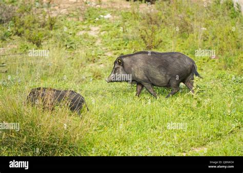 Feral Hybrids Hi Res Stock Photography And Images Alamy