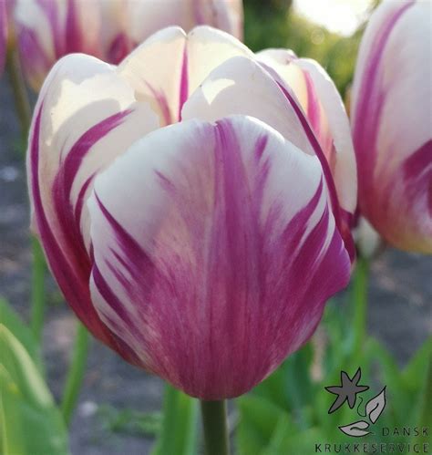 Rembrandt Tulipan Happy Feet I Yndige Rosa Og Flammende Violette Farver