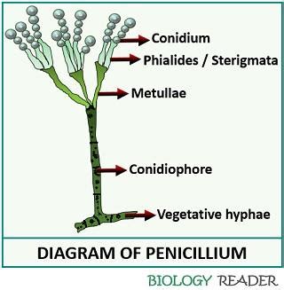 Penicillium Chrysogenum Diagram