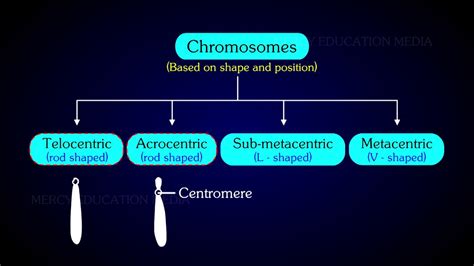 Types Of Chromosomes Autosomes Sex Chromosomes Youtube