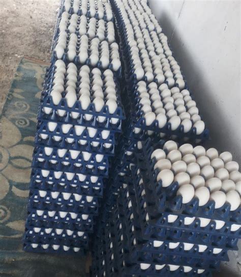White Poultry Eggs At ₹ 48dozen New Items In Nashik Id 22280288391