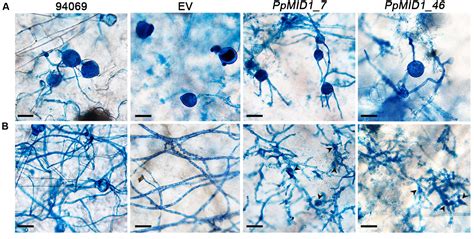 Frontiers Ppmid1 Plays A Role In The Asexual Development And