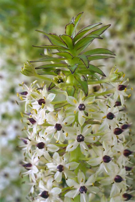 How To Grow And Care For Pineapple Lilies