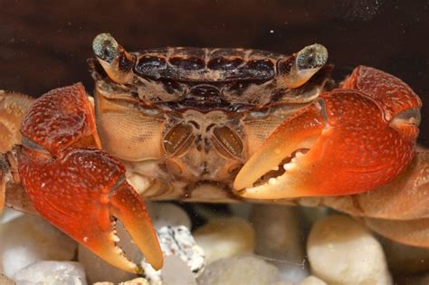 Rote Mangrovenkrabbe Pseudosesarma Moeshi Haltung Und Herkunft