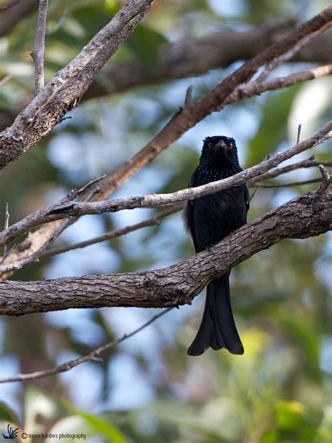 Spangled Drongo Dicrurus Bracteatus Australian Bird Photos