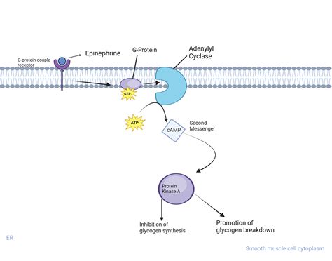 Signal Metabolism Pathway Of Epinephrine Biorender Science Templates