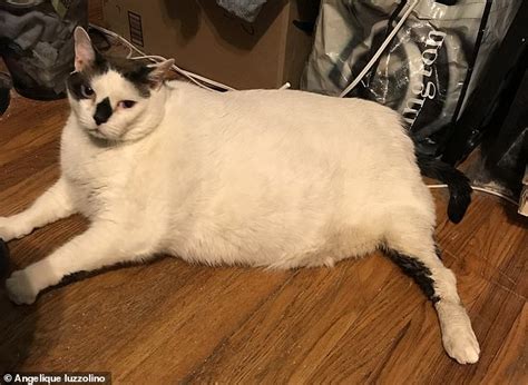 Heaviest cat ever at 41-pounds is dropped off at a New York animal ...