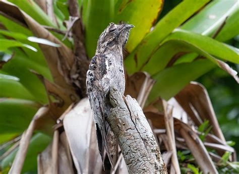 Common Potoo Bird Laura Erickson S For The Birds