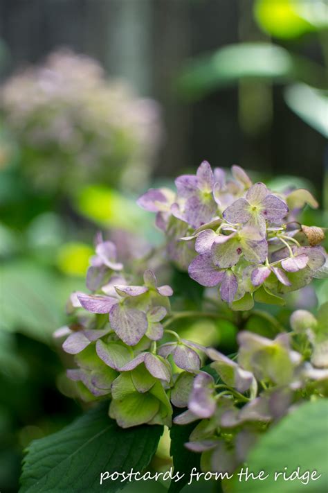 How To Easily Dry Hydrangeas Postcards From The Ridge