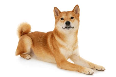 Shiba Inu Caract Re Origine Prix Ducation Et Conseils